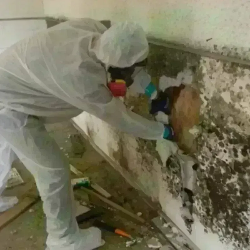 Mold Remediation and Removal in Chatham County, NC